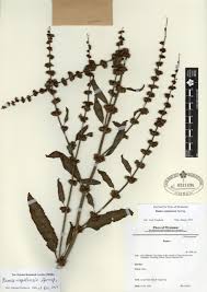 Image result for Rumex nepalensis