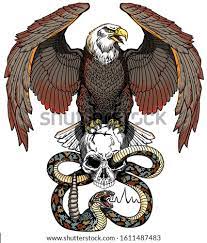 There was an eagle on a cactus eating a snake. Shutterstock Puzzlepix