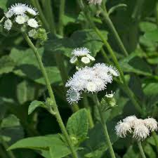 Image result for Ageratum houstonianum