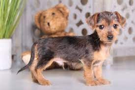 If you have a yorkshire terrier puppy, you will need to get it house broken as soon as possible. View Ad Dorkie Puppy For Sale Near Ohio Mount Vernon Usa Adn 92387