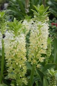 Image result for Eucomis