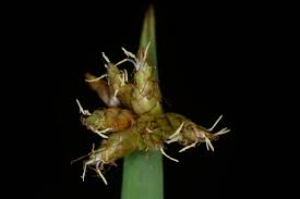 Image result for Schoenoplectiella articulata