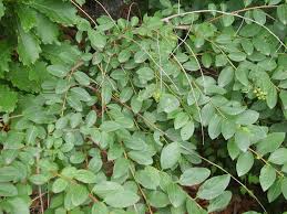 Image result for Seddera suffruticosa