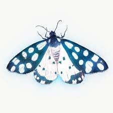 Butterfly Outer Glow Vintage Illustration Transparent Png Premium Image By Rawpixel Com Donlaya Vintage Illustration Illustration Animal Illustration