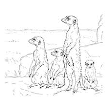 So my top got bigger and bigger and i only stopped at 100 free i initially saw all the craziness adult coloring pages created all around the world and i remember reading an article about the millions of coloring. Top 10 Meerkat Coloring Pages