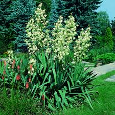 Palmlilie Yucca Filamentosa Weiss Fadige Palmlilie Palmlilie Bepflanzung