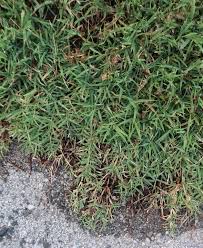 Image result for Cynodon incompletus