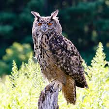 Image result for owl