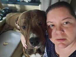 Afternoon with rottweiler family