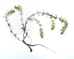 Image result for Hydrilla