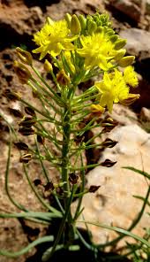 Image result for Jodrellia