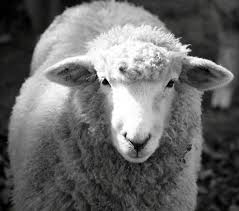 Black And White Sheep Picture Black And White Sheep Schafe Ausgestopftes Tier Tiere
