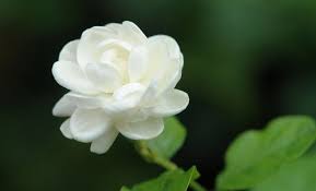 Awesome Sampaguita Flower Language And View Daisy Flower Types Flowers Amazing Flowers