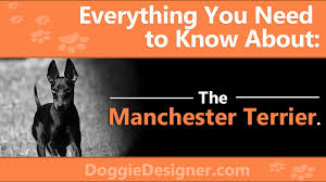 the manchester terrier a complete guide doggie designer