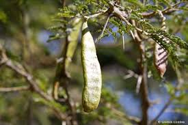 Image result for Adenopodia schlechteri