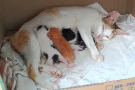 • suhu tubuh sedikit bervariasi dalam olahraga dan pada suhu lingkungan yang ekstrim, karena mekanisme pengaturan suhu tidak 100 % efektif. Perkembangan Anak Kucing Dari Minggu Ke Minggu Loremipsum Id