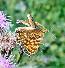 Image result for Melitaea cinxia