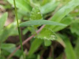 Image result for Sacciolepis africana