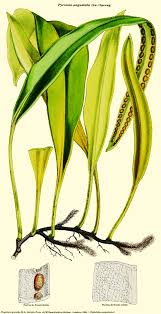 Image result for Pyrrosia schimperiana