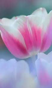 بينك توليب الخلفية تحميل إلى هاتفك النقال من Phoneky