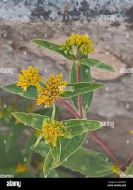 Image result for Flaveria bidentis