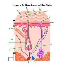 Check spelling or type a new query. Blank Hair Follicle Diagram Psoriasis Skin Integumentary System Skin Anatomy
