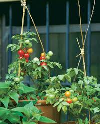3/4 gallon sized containers works perfectly for micro dwarf tomatoes. Have A Small Space Garden Try Dwarf Vegetable Varieties Finegardening