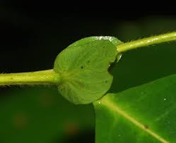 Image result for Magnistipula