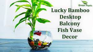 Any plant that's deemed toxic to aquatic life should be avoided for obvious reasons. How To Grow Lucky Bamboo In Beta Fish Bowl Lucky Bamboo Decoration Lucky Bamboo Green Plants Youtube
