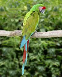 Ara Ambiguus Great Green Macaw Msem In The Field Green Wing Macaw Macaw Pet Birds