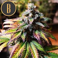 Gorilla glue is another awesome nightcap choice. Gorilla Glue 4 Cannabis Seeds For Sale By Blimburn