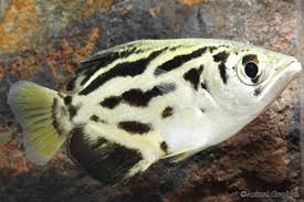 Most aquarists will know of this fish and. Segrest Farms The Clouded Archer Fish Toxotes Blythii Facebook
