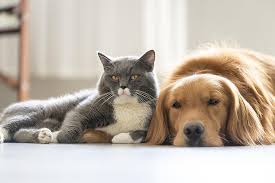 Get a voucher for free or discounted pet spay or neuter procedures from la animal services! Carlton County Pet Spay Neuter Program Accepting Applications