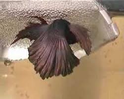 Halfmoon Male Betta Spwaning With Female Crowntail Betta Www Bettasplendens Co Uk Betta Breeding Betta Fish Siamese Fighting Fish