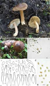 Image result for Inocybe sp.