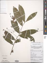 Image result for Rhabdophyllum welwitschii