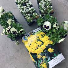 Terms paypal offer terms and conditions: Brad S Tropical Paradise Why You Should Plant Bulbs Together With Annual Flowers
