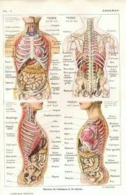Ein organ ist aus verschiedenen gewebearten und damit auch aus verschiedenen zelltypen zusammengesetzt. 31 Organe Zeichnen Ideen Anatomie Anatomie Und Physiologie Anatomie Lernen