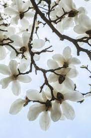 The Side Effects Of Magnolia Bark Extract White Magnolia Tree Magnolia Trees White Magnolia