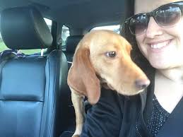 When you are trying to do abs and Josey decides kisses first. Lol 😆