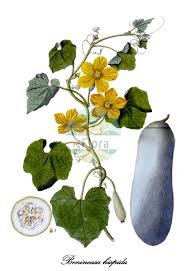 Image result for Peponium vogelii