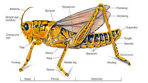 Prelab questions (use your book or other references) 1. External Anatomy Of Grasshopper