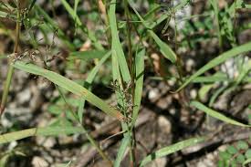 Image result for Eragrostis macrochlamys