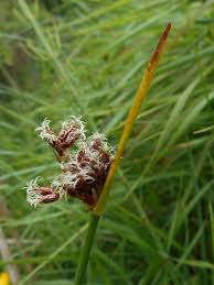 Image result for Schoenoplectus muriculatus