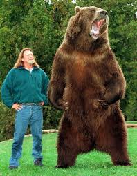 Celebrity Birthday Of The Day January 11 Bart The Bear Animals Kodiak Bear