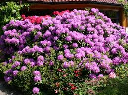 Rhododendron Catawbiense Grandiflorum Rhododendron Hybride Catawbiense Grandiflorum Pflanzen Moderner Zaun Bluhende Busche