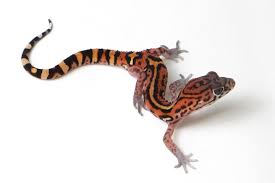 Image result for Eulophia elegans