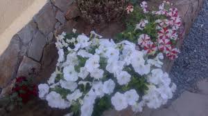 We did not find results for: Pensiunea Casa Daniela 2 Mai 3 Cazare In 2 Mai