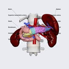 Image result for pancreas)