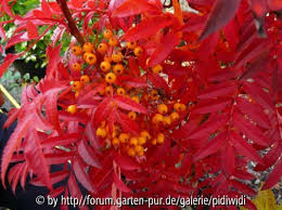 Forum Garten Pur De Galeriebild Sorbus Aucuparia Autumn Spire Garten Pur Garten Fruchte
